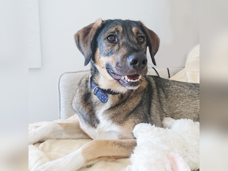 Mostie - ängstlicher Hund sucht SEIN Frauchen - Tierhilfe Franken e.V.