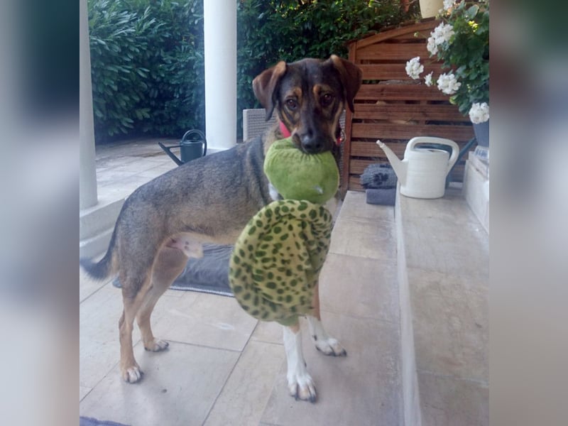 Mostie - ängstlicher Hund sucht SEIN Frauchen - Tierhilfe Franken e.V.