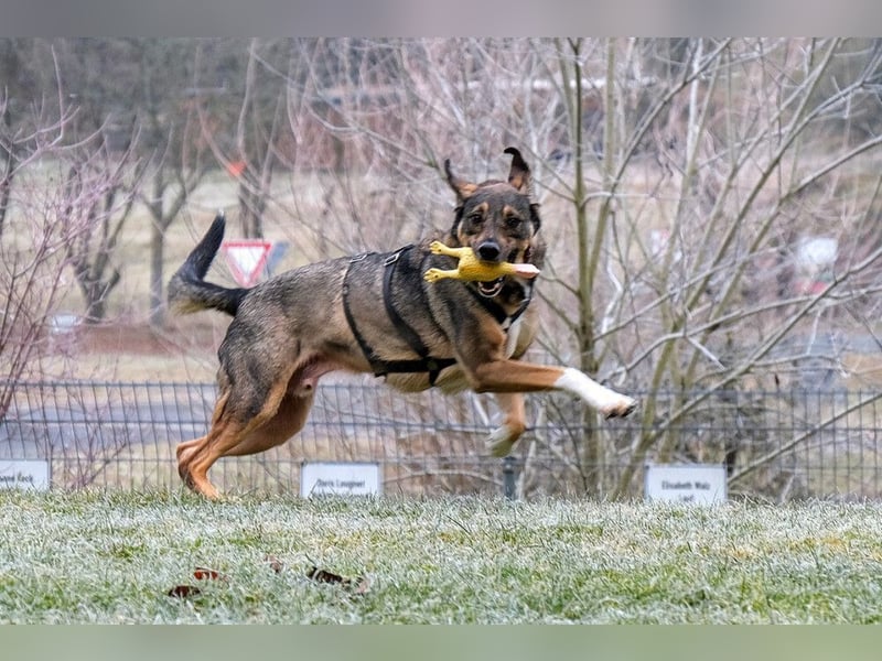 Mostie - ängstlicher Hund sucht SEIN Frauchen - Tierhilfe Franken e.V.