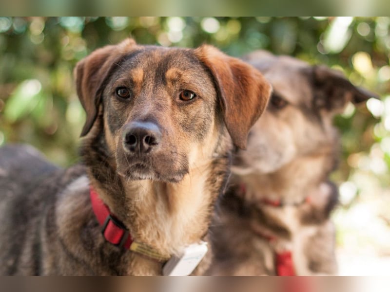 Mostie - ängstlicher Hund sucht SEIN Frauchen - Tierhilfe Franken e.V.