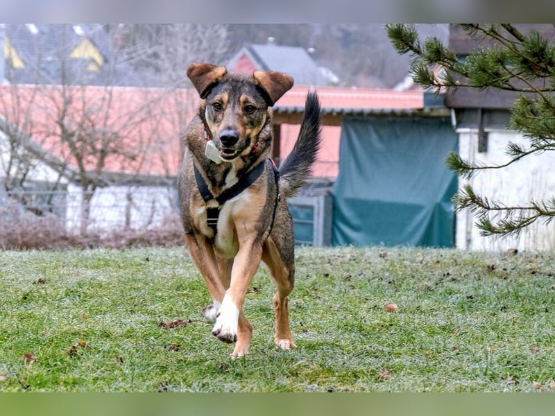 Mostie - ängstlicher Hund sucht SEIN Frauchen - Tierhilfe Franken e.V.