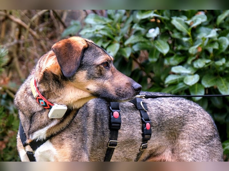 Mostie - ängstlicher Hund sucht SEIN Frauchen - Tierhilfe Franken e.V.