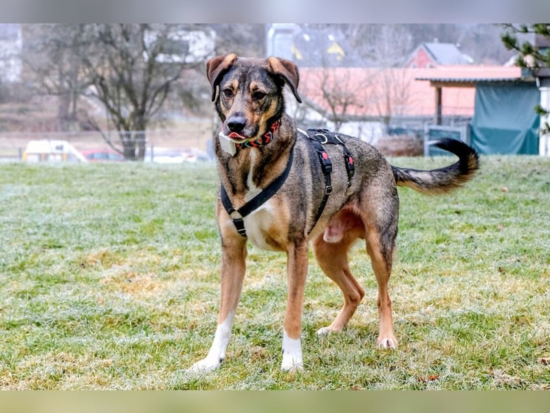 Mostie - ängstlicher Hund sucht SEIN Frauchen - Tierhilfe Franken e.V.