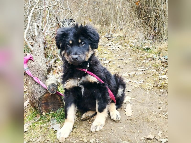 Kleines Hundekind „Berry“, ca. 12.2024 geb., sucht ein Zuhause