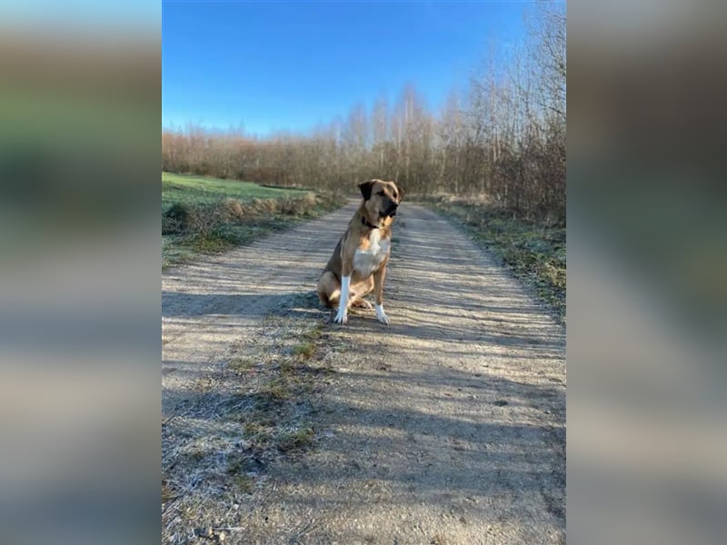 Junghundrüde „Paco“ verliert leider sein Zuhause da die Halter schwer erkrankt sind, dringend!