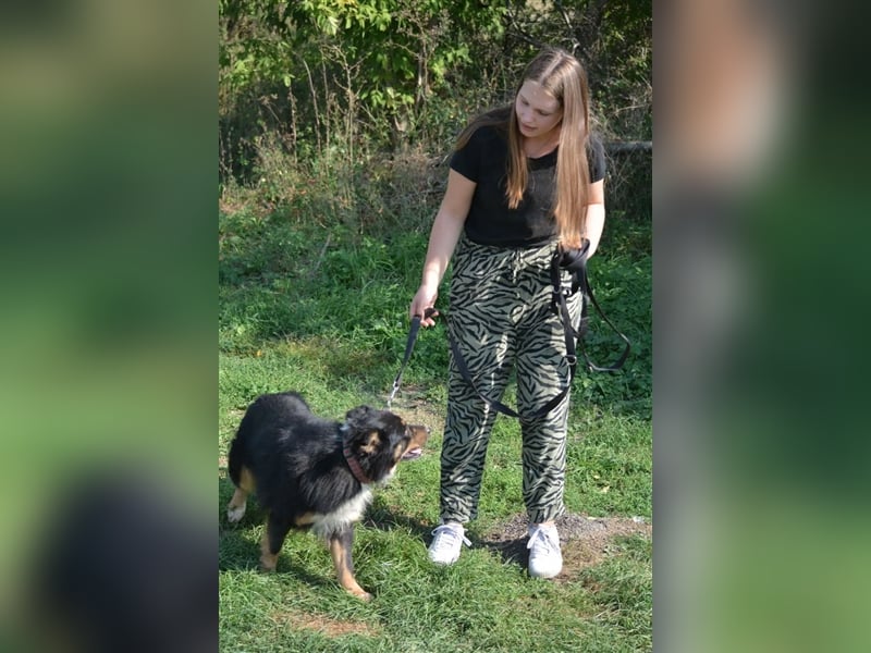 Kleiner FREDDY sucht ein liebes Zuhause mit bereits vorhandenen Artgenossen, ca. 2021 geboren,