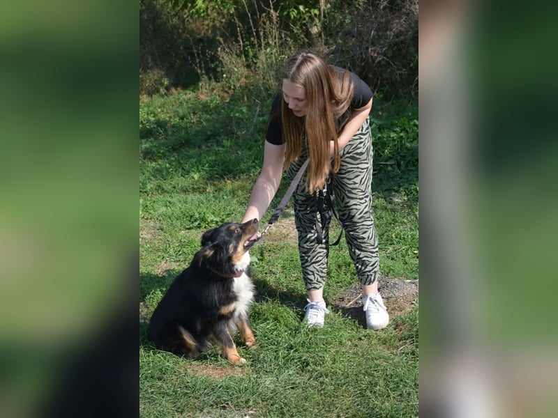Kleiner FREDDY sucht ein liebes Zuhause mit bereits vorhandenen Artgenossen, ca. 2021 geboren,