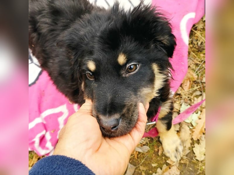 Kleines Hundekind „Berry“, ca. 12.2024 geb., sucht ein Zuhause