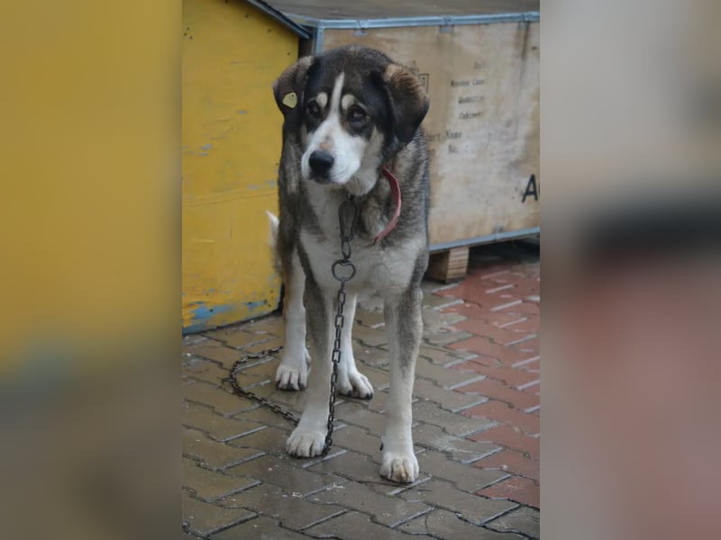 NOTFALL !!! Fast blinder Rüde „Hades“, ca. 2020 geboren, sucht ein ruhiges Zuhause, ebenerdig