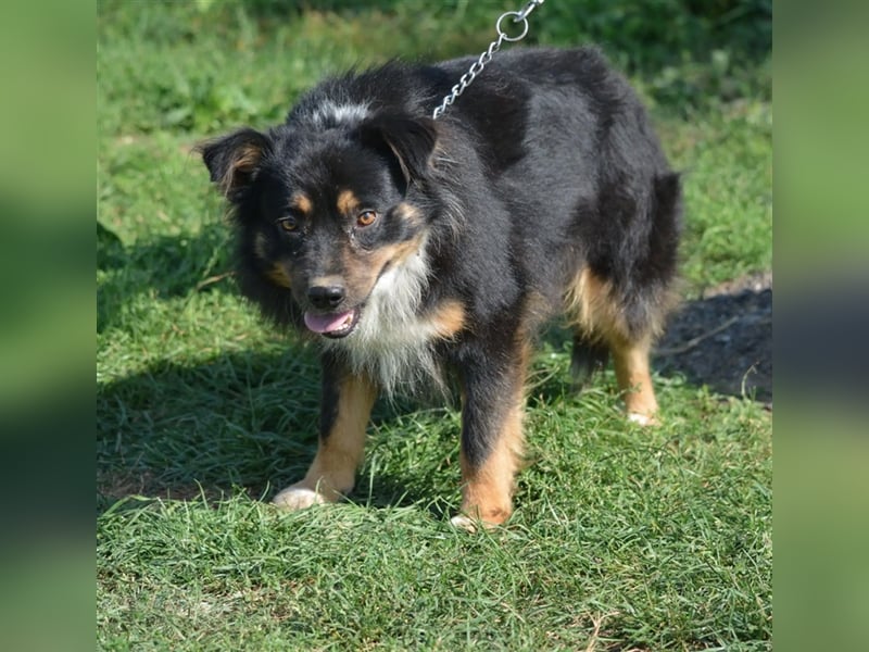 Kleiner FREDDY sucht ein liebes Zuhause mit bereits vorhandenen Artgenossen, ca. 2021 geboren,