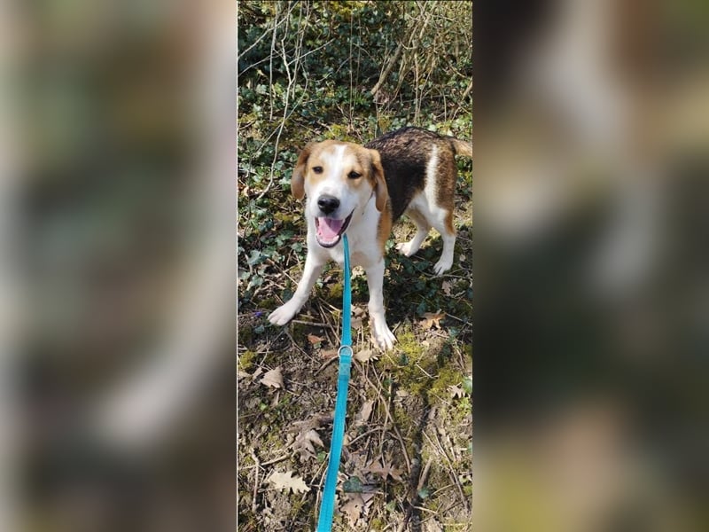Lieber Junghundrüde „Freddy“, ca. 11.2023 geboren, sucht eine Familie. Hat in Bulgarien keine Chance