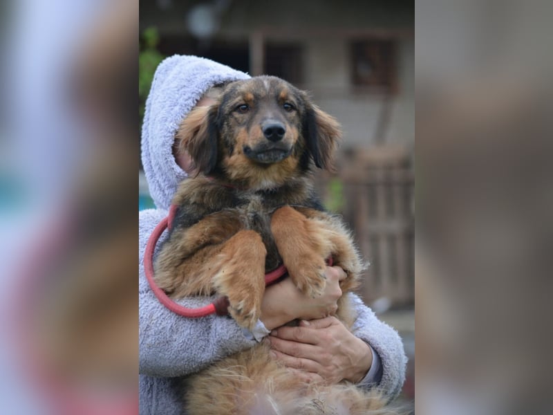 „Rudi“, ca. 01.2024 geboren, gut verträglich, noch sehr ängstlich. Braucht Sicherheit.