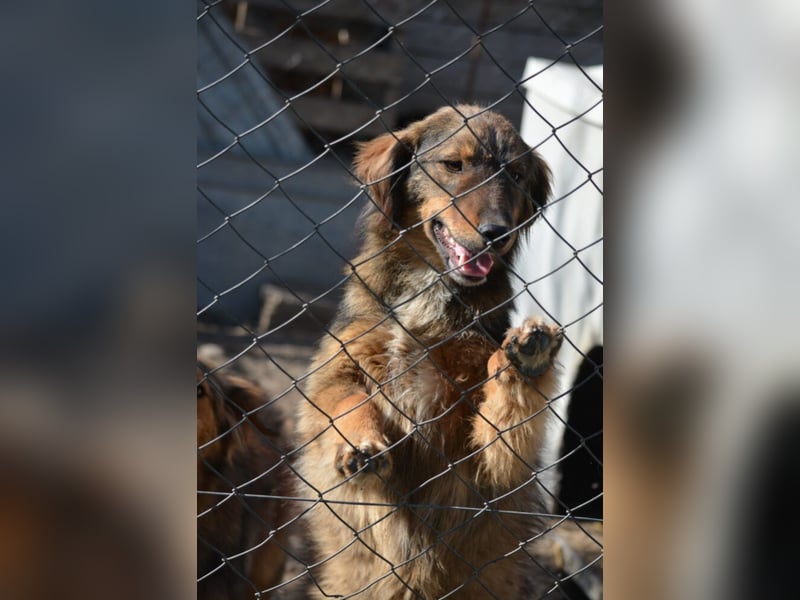 „Janusch“, ca. 01.2024 geboren, gut verträglich, noch sehr ängstlich.