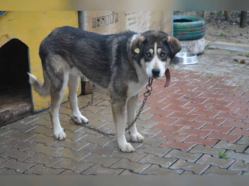NOTFALL !!! Fast blinder Rüde „Hades“, ca. 2020 geboren, sucht ein ruhiges Zuhause, ebenerdig