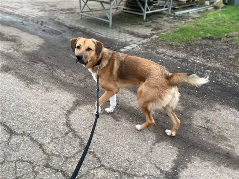 Junghundrüde „Paco“ verliert leider sein Zuhause da die Halter schwer erkrankt sind, dringend!