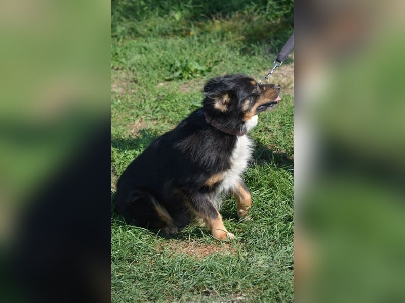 Kleiner FREDDY sucht ein liebes Zuhause mit bereits vorhandenen Artgenossen, ca. 2021 geboren,