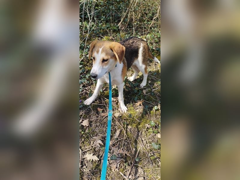 Lieber Junghundrüde „Freddy“, ca. 11.2023 geboren, sucht eine Familie. Hat in Bulgarien keine Chance