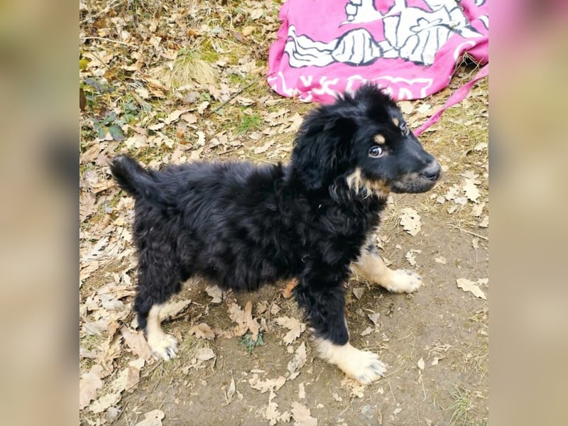 Kleines Hundekind „Berry“, ca. 12.2024 geb., sucht ein Zuhause