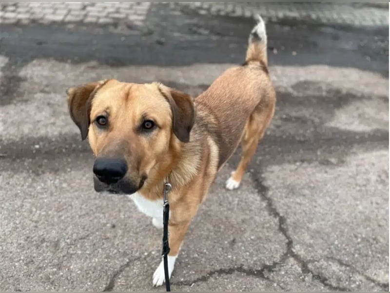 Junghundrüde „Paco“ verliert leider sein Zuhause da die Halter schwer erkrankt sind, dringend!