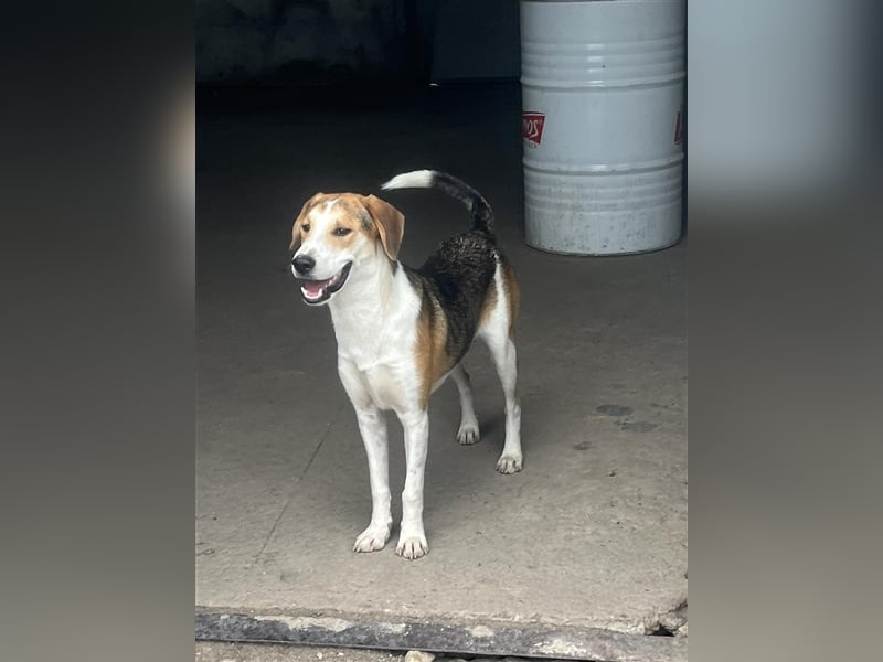 Lieber Junghundrüde „Freddy“, ca. 11.2023 geboren, sucht eine Familie. Hat in Bulgarien keine Chance