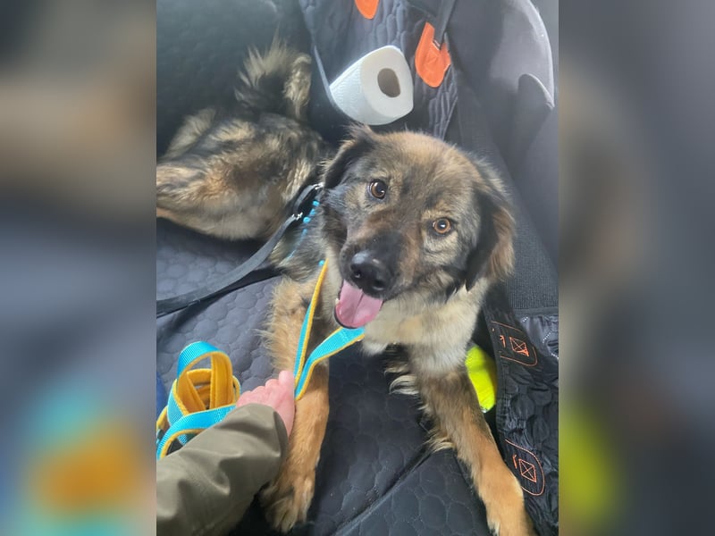 Rohdiamant Stromer, 2 Jahre, sucht sein Zuhause