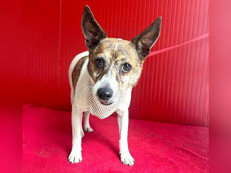 ❤️ liebenswerter kleiner TRÜFFY - 7 Jahre, 30cm/9kg - Mischling