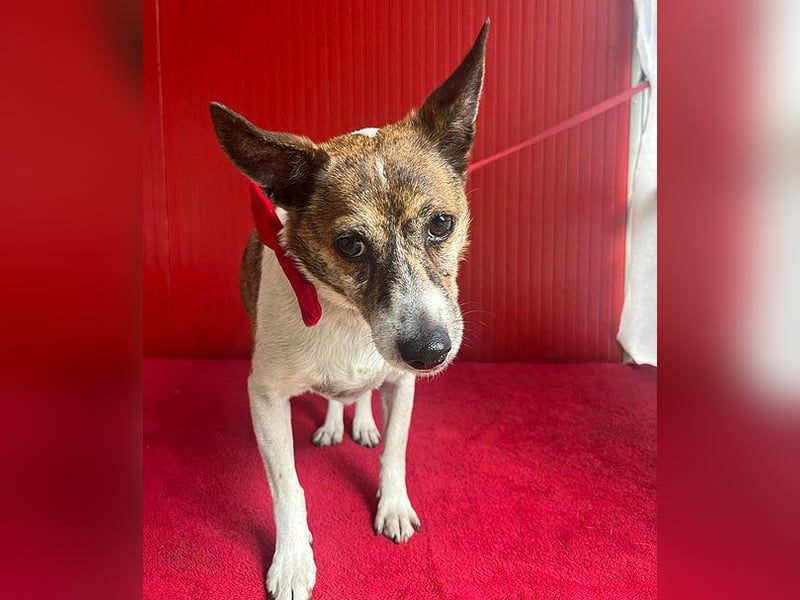 ❤️ liebenswerter kleiner TRÜFFY - 7 Jahre, 30cm/9kg - Mischling