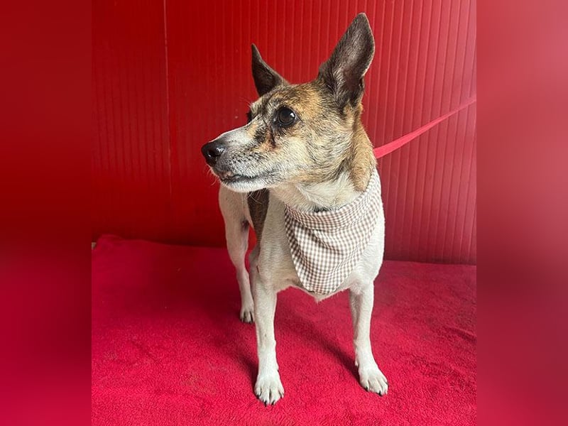 ❤️ liebenswerter kleiner TRÜFFY - 7 Jahre, 30cm/9kg - Mischling