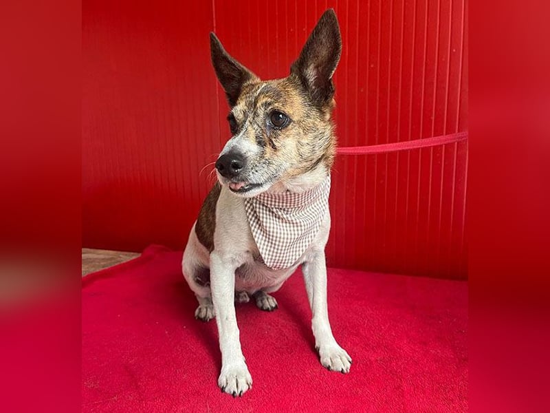 ❤️ liebenswerter kleiner TRÜFFY - 7 Jahre, 30cm/9kg - Mischling