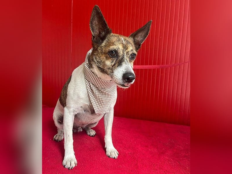 ❤️ liebenswerter kleiner TRÜFFY - 7 Jahre, 30cm/9kg - Mischling