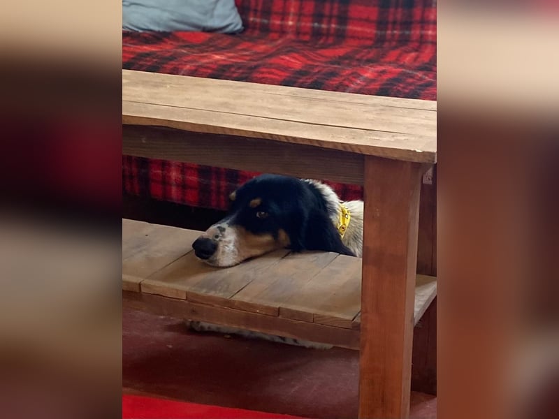 ZIGGY sucht seine Familie