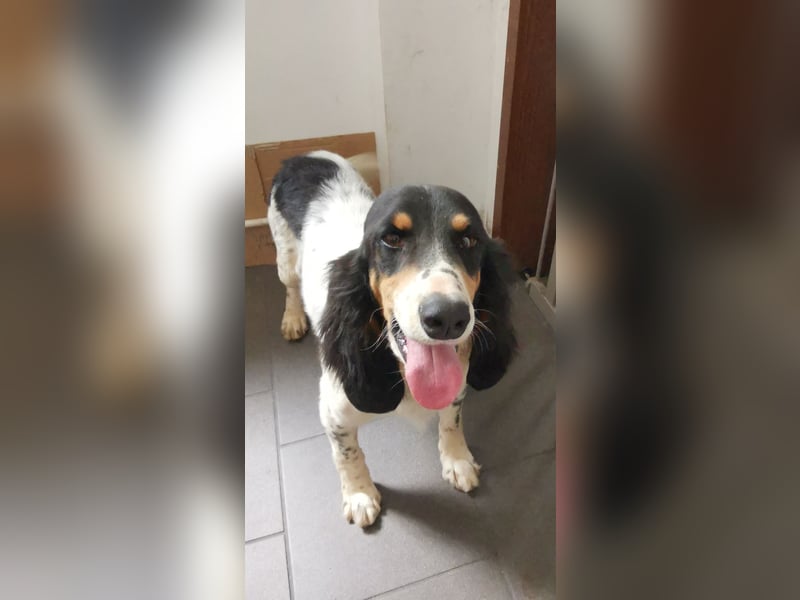 ZIGGY sucht seine Familie
