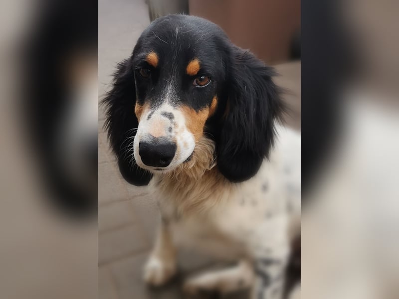 ZIGGY sucht seine Familie