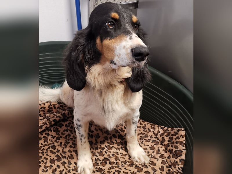 ZIGGY sucht seine Familie