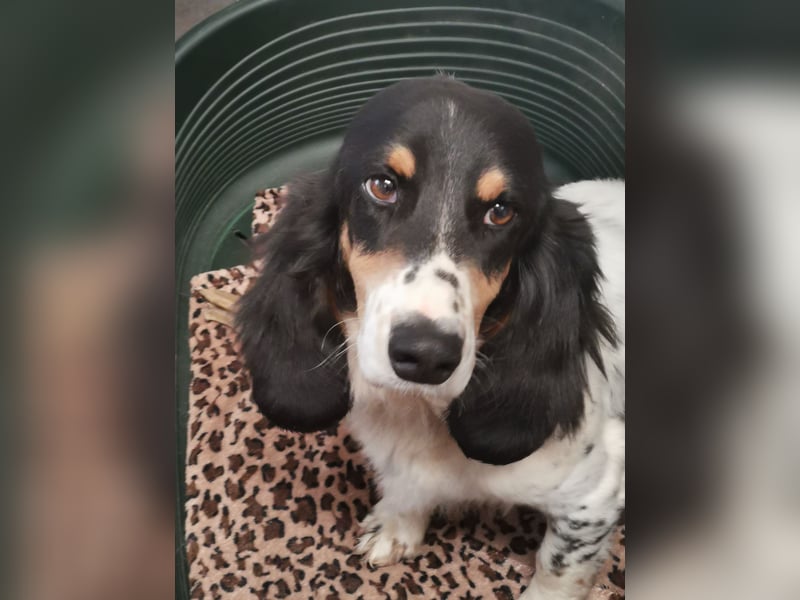 ZIGGY sucht seine Familie