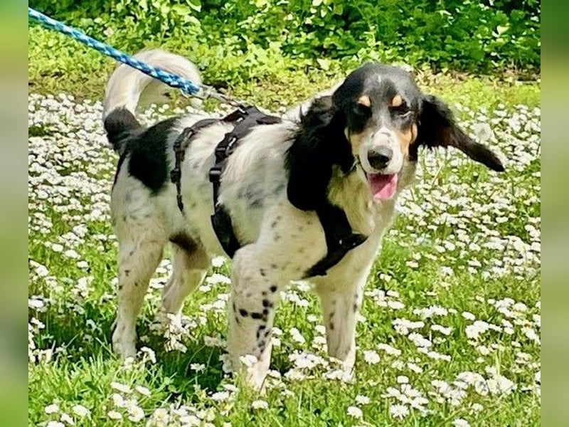 ZIGGY sucht seine Familie