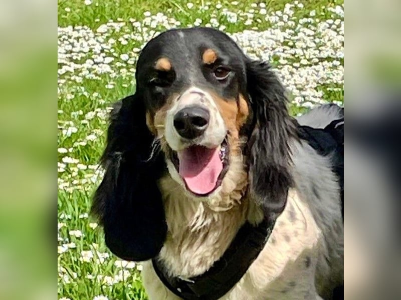 ZIGGY sucht seine Familie