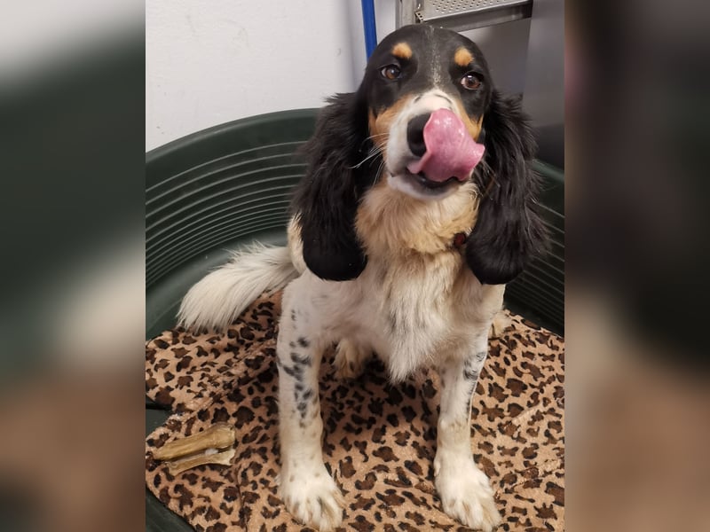 ZIGGY sucht seine Familie