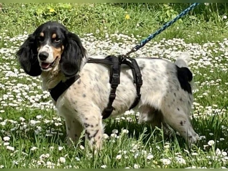 ZIGGY sucht seine Familie