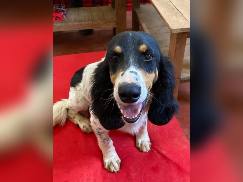 ZIGGY sucht seine Familie