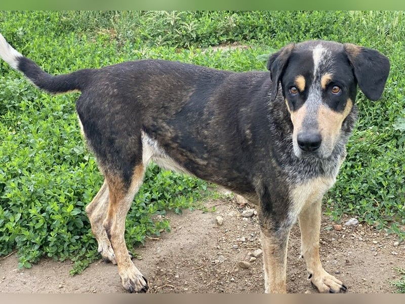 Bert, geb. ca. 10/2019, lebt in GRIECHENLAND, im städt. Tierheim Serres
