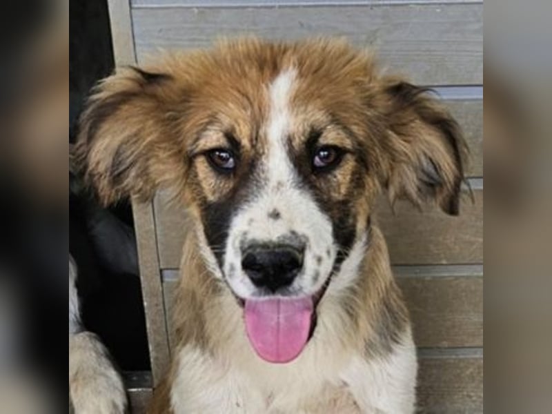 Barkley, geb. ca. 10/2024, lebt in GRIECHENLAND, auf einer privaten Pflegestelle