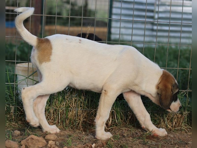Chad, geb. ca. 07/2022, lebt in GRIECHENLAND, auf einem Gelände, Hunde werden notdürftig versorgt