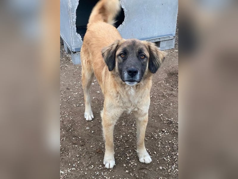 Lacasito, geb. ca. 01/2022, lebt in GRIECHENLAND, im städt. Tierheim Serres