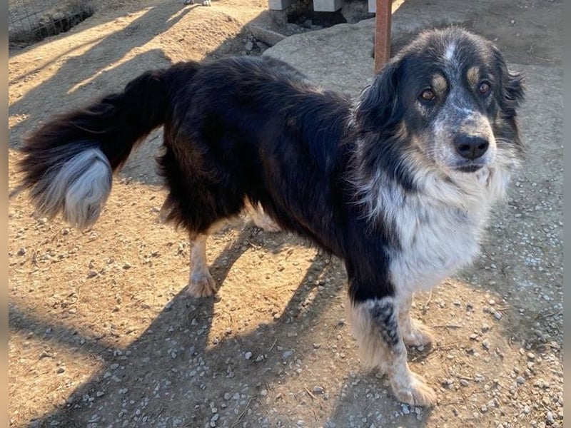 Bente, geb. ca. 04/2020, lebt in GRIECHENLAND, im städt. Tierheim Serres