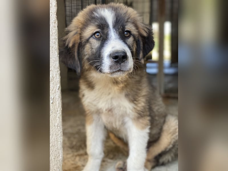 Kroos, geb. ca. 03/2024, lebt in GRIECHENLAND, im städt. Tierheim Serres