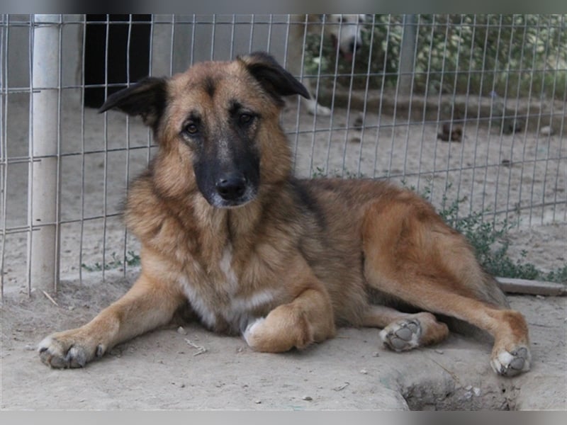 Thumper, geb. ca. 01/2022, lebt in GRIECHENLAND, im städt. Tierheim Serres