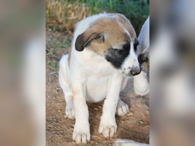 Chad, geb. ca. 07/2022, lebt in GRIECHENLAND, auf einem Gelände, Hunde werden notdürftig versorgt
