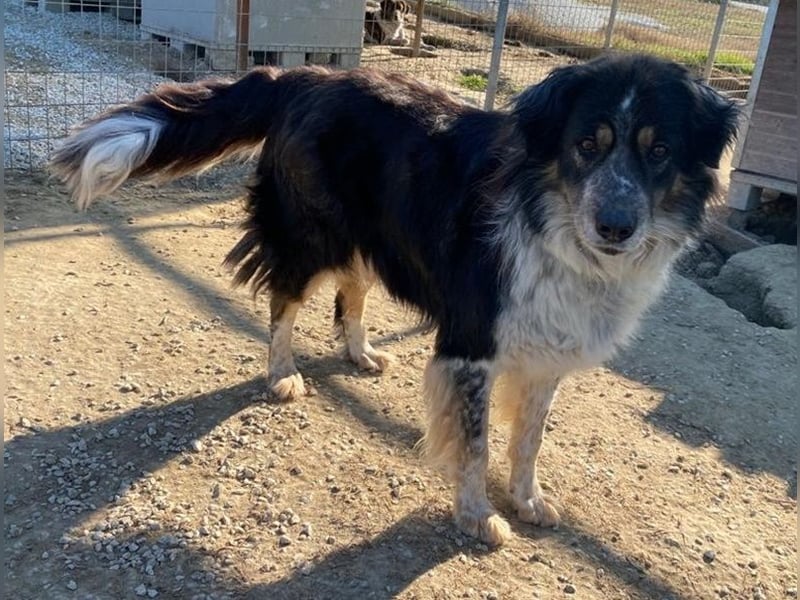 Bente, geb. ca. 04/2020, lebt in GRIECHENLAND, im städt. Tierheim Serres