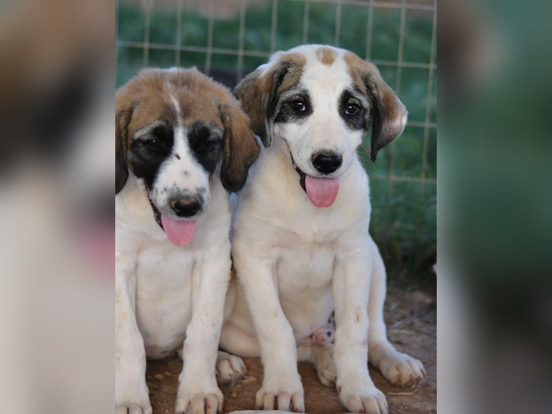Chad, geb. ca. 07/2022, lebt in GRIECHENLAND, auf einem Gelände, Hunde werden notdürftig versorgt